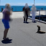 authorities-urge-tourists-to-stay-away-from-seals-on-phillip-island