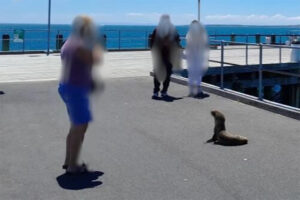 authorities-urge-tourists-to-stay-away-from-seals-on-phillip-island