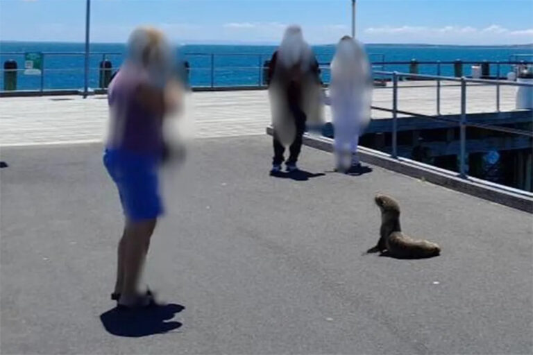 authorities-urge-tourists-to-stay-away-from-seals-on-phillip-island