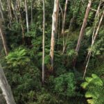 bilpin-community-launches-wollemi-walks-book-2-this-sunday-