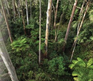 bilpin-community-launches-wollemi-walks-book-2-this-sunday-