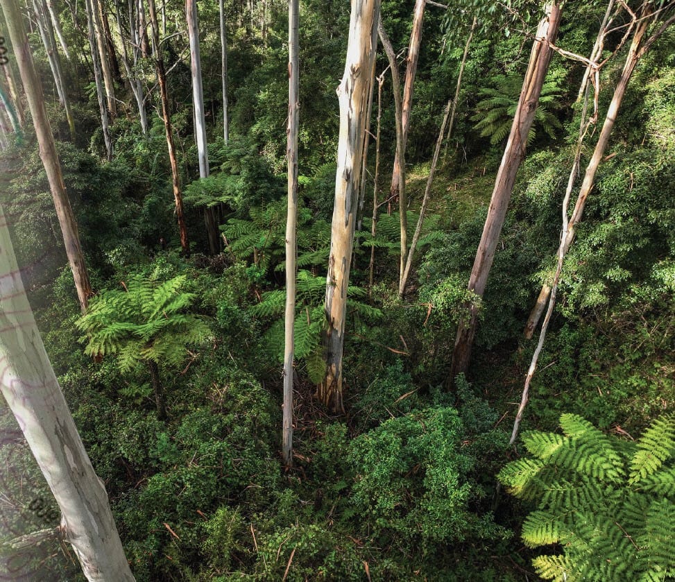 bilpin-community-launches-wollemi-walks-book-2-this-sunday-