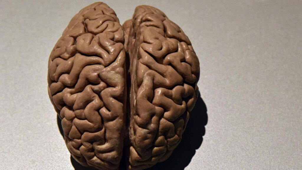 brain-development-revealed-five-distinct-eras-identified-now