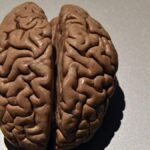 brain-development-revealed-five-distinct-eras-identified-now