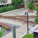 brush-turkeys-cause-chaos-in-sydney-as-populations-surge