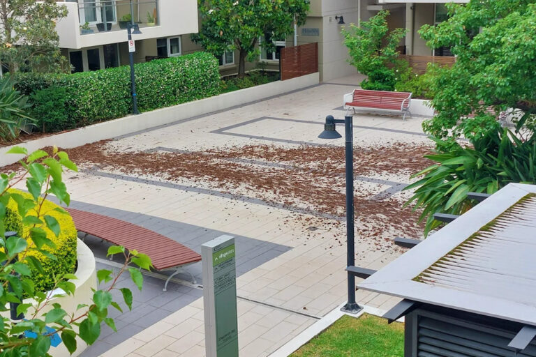 brush-turkeys-cause-chaos-in-sydney-as-populations-surge