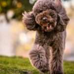 buff-point-residents-to-vote-on-new-dog-park-location