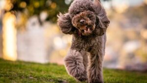 buff-point-residents-to-vote-on-new-dog-park-location