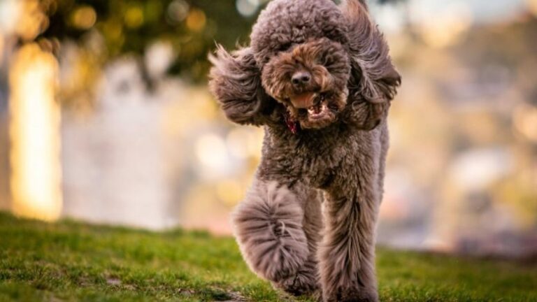 buff-point-residents-to-vote-on-new-dog-park-location