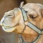 camel-nanobodies-may-revolutionize-brain-disorder-treatments