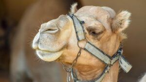 camel-nanobodies-may-revolutionize-brain-disorder-treatments
