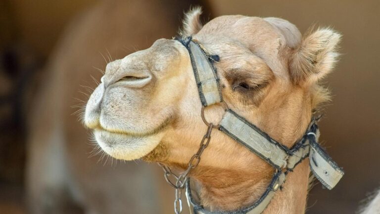 camel-nanobodies-may-revolutionize-brain-disorder-treatments