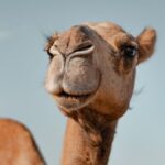 camelid-proteins-show-promise-in-fighting-alzheimer-s-disease