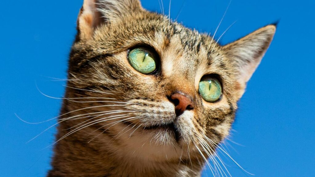 The msot popular cat names have been revealed.