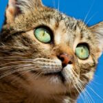 The msot popular cat names have been revealed.