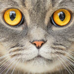 cat-ownership-linked-to-increased-risk-of-schizophrenia-study-finds