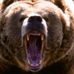 grizzly-bear-attack-injures-11-school-students-teachers-in-bc