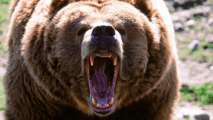 grizzly-bear-attack-injures-11-school-students-teachers-in-bc