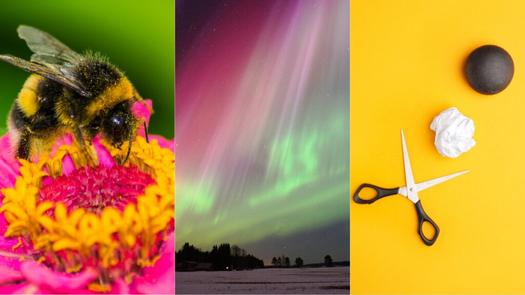 groundbreaking-discoveries-in-science-auroras-bees-and-more