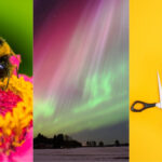 groundbreaking-discoveries-in-science-auroras-bees-and-more