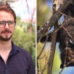 gympie-council-considers-property-buyback-amid-bat-issues