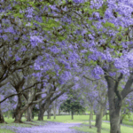 hawkesbury-celebrates-vibrant-jacaranda-blooms-this-spring