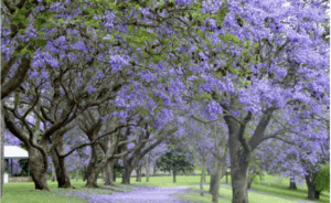 hawkesbury-celebrates-vibrant-jacaranda-blooms-this-spring