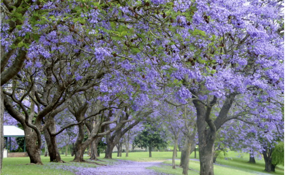 hawkesbury-celebrates-vibrant-jacaranda-blooms-this-spring