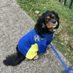 hobartville-s-teddy-the-dog-wins-best-community-connection-award