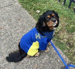 hobartville-s-teddy-the-dog-wins-best-community-connection-award