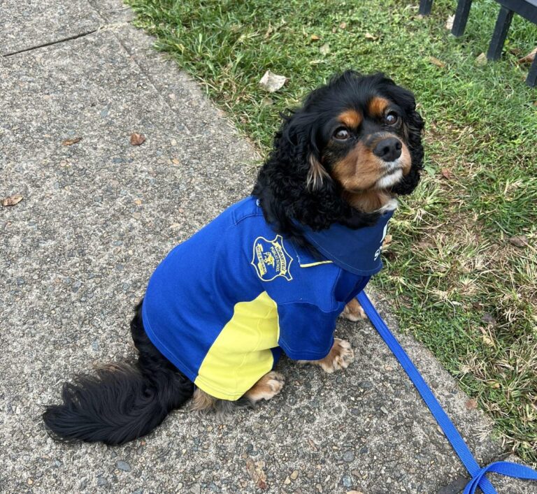 hobartville-s-teddy-the-dog-wins-best-community-connection-award