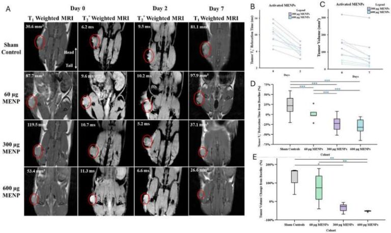 magnetoelectric-nanotherapy-shrinks-pancreatic-tumors-boosts-survival