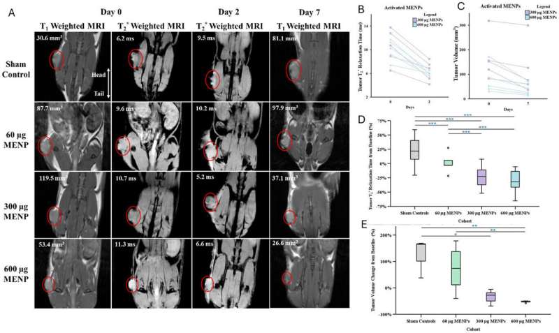 magnetoelectric-nanotherapy-shrinks-pancreatic-tumors-boosts-survival