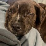 milly-the-puppy-moves-to-rehabilitation-amid-euthanasia-controversy