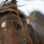 new-south-wales-repeals-brumby-protection-laws-in-urgent-vote