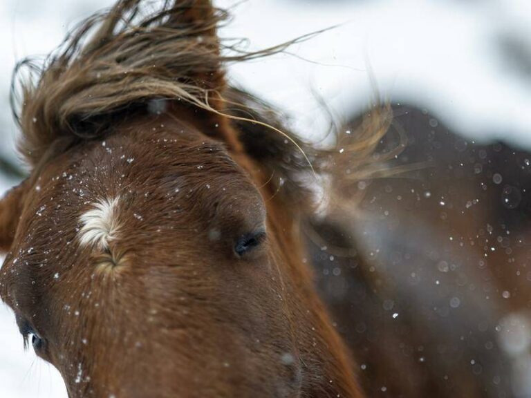 new-south-wales-repeals-brumby-protection-laws-in-urgent-vote