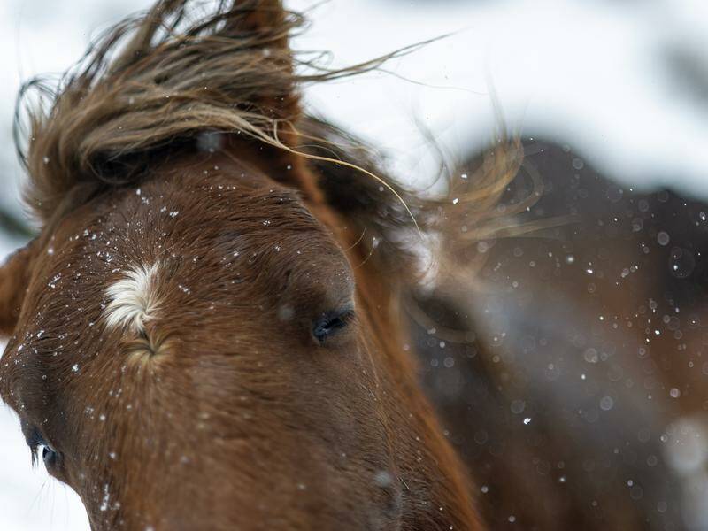 new-south-wales-repeals-brumby-protection-laws-in-urgent-vote