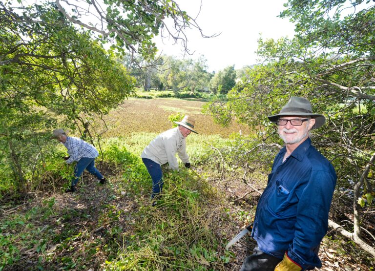 ocean-shores-landcare-group-actively-revitalizes-waterlily-park