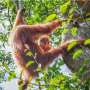 orangutans-leverage-cultural-knowledge-for-survival-skills
