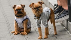 pet-owners-pay-thousands-to-clone-beloved-dogs-and-cats
