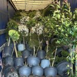 plant-importers-warn-of-rising-costs-amid-kent-border-delays