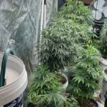 police-uncover-cannabis-farm-during-burglary-investigation-in-moncrieff