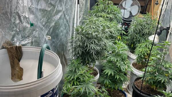police-uncover-cannabis-farm-during-burglary-investigation-in-moncrieff