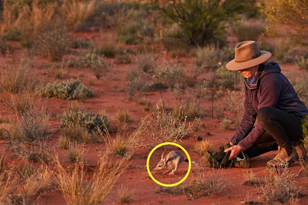 radical-plan-to-save-aussie-outback-marsupials-just-announced