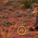 radical-plan-to-save-aussie-outback-marsupials-just-announced