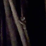 rare-koala-sighting-sparks-hope-for-far-south-coast-population