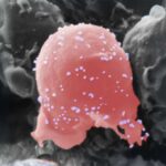 researchers-develop-innovative-cell-therapy-for-multiple-sclerosis