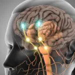 researchers-discover-surprising-connection-between-dopamine-and-serotonin