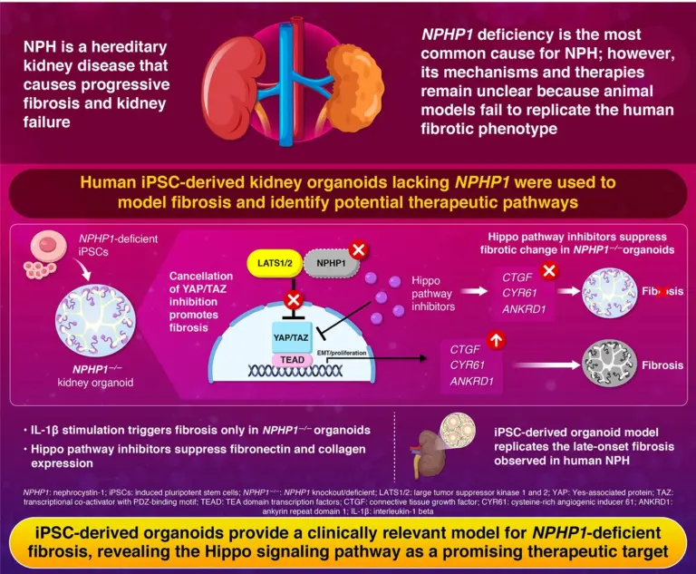 researchers-identify-hippo-pathway-as-target-for-kidney-disease-treatment