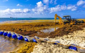 researchers-identify-key-factors-behind-sargassum-blooms-in-atlantic